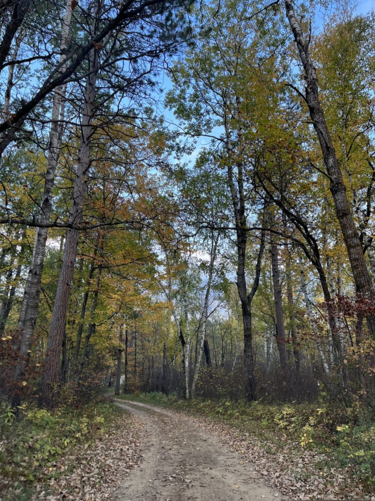 Wooded Driveway